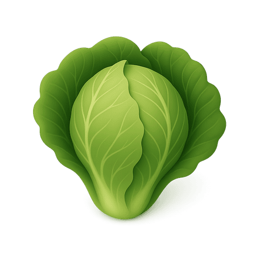 Cabbage